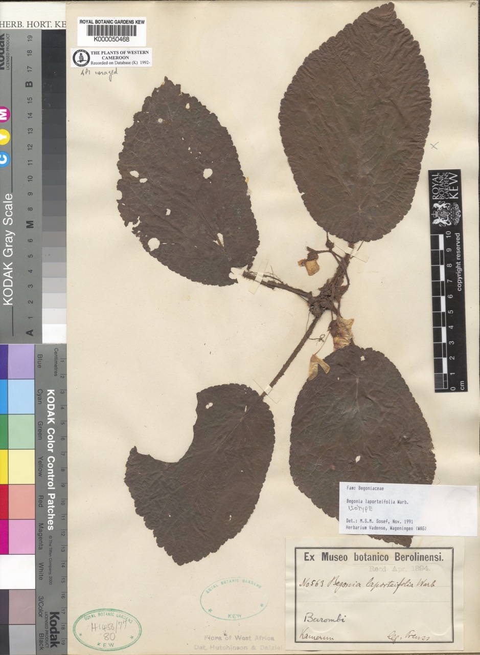 B. laporteifolia